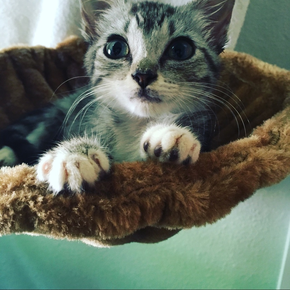 Meet your Posher, Ziva